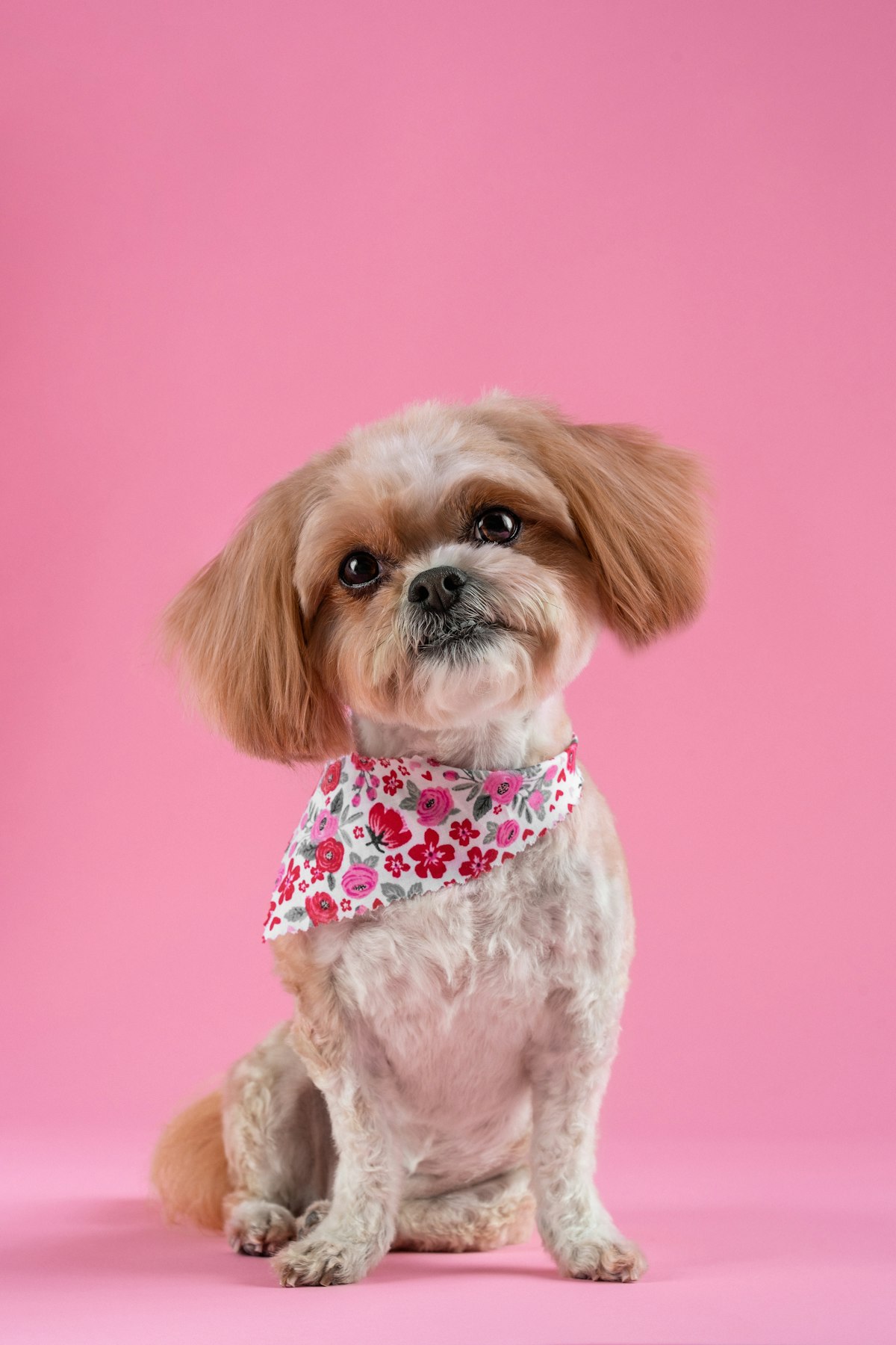 Dog wearing a bandana