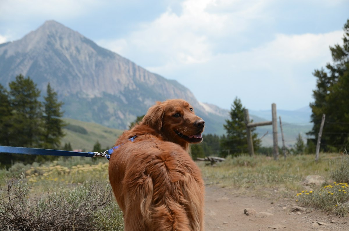 Dog wearing a harness outdoors