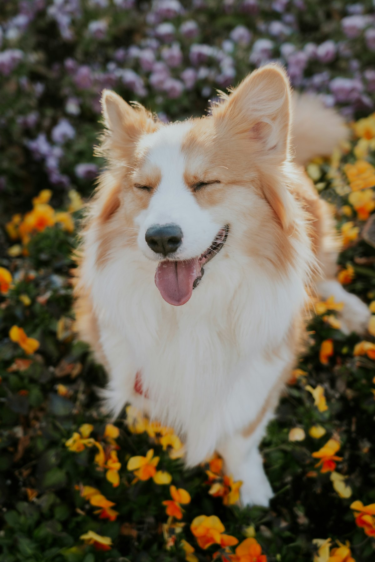 Happy dog outdoors